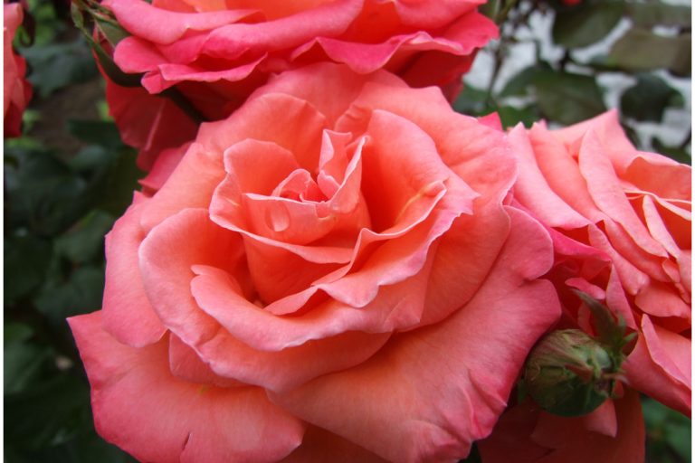 Copinage entre roses…