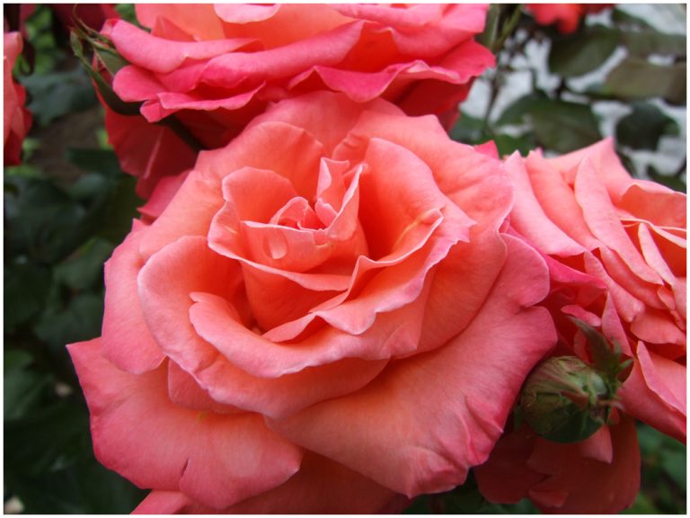Copinage entre roses…
