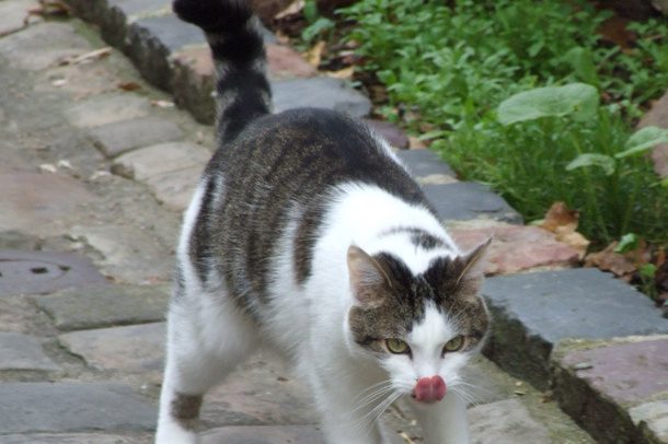 Chat ch’est bon ! – Chat du vieux Mans