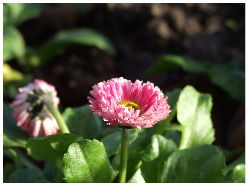 Éclosion de pétales roses