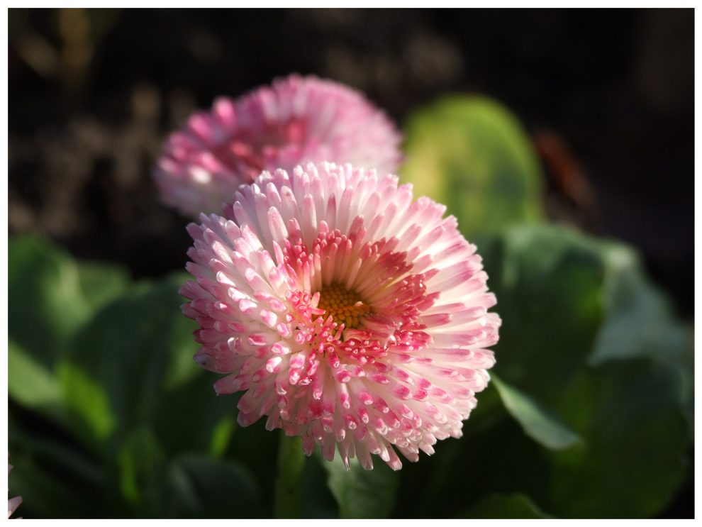 Pétales rose en formation duveteuse