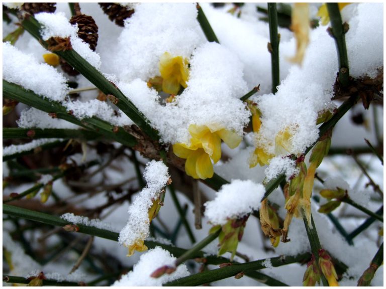 Clochette sous duveteuse neigeuse