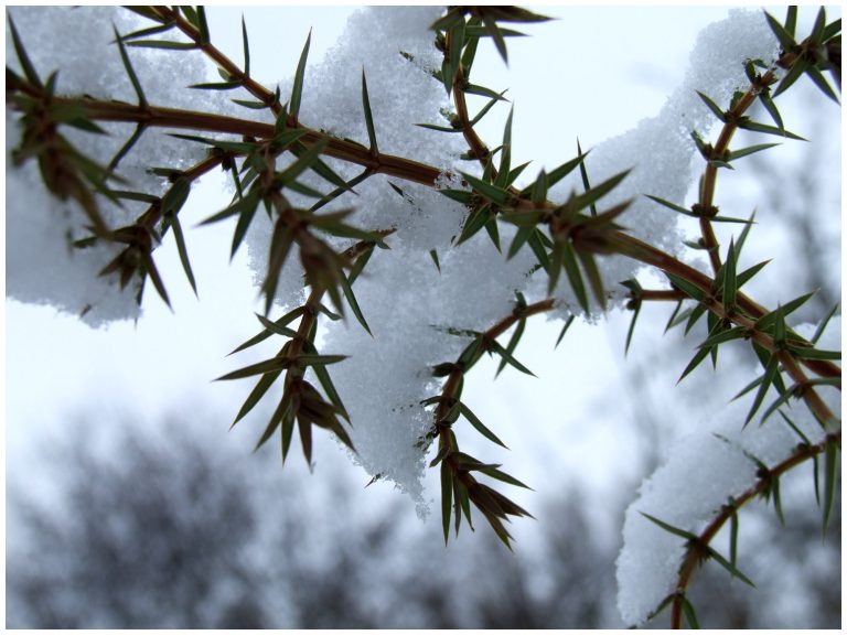 Epic aiguillette de pin sous neigeux.