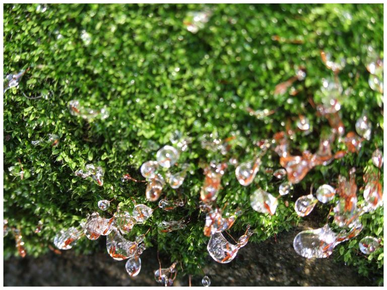 Larmounettes gelées.