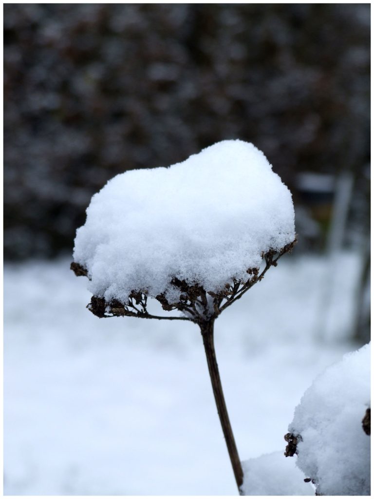 Zoom sur un macaron neigeux...